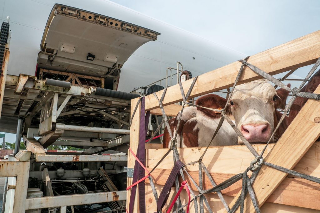 Transporting Live Animals by Air
